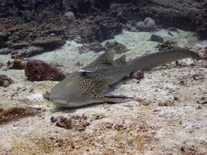 Hin Bida Diving