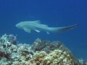 Leopard Shark @ Hin Bida