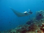 Diving Hin Daeng from Koh Lanta with Dive & Relax