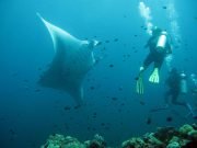 Diving @ Hin Muang from Koh Lanta with Dive & Relax