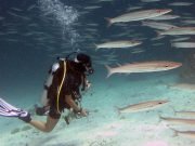 Koh Haa Diving