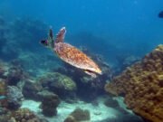 Hawksbill Turtle @ Viking Bay, Koh Phi Phi