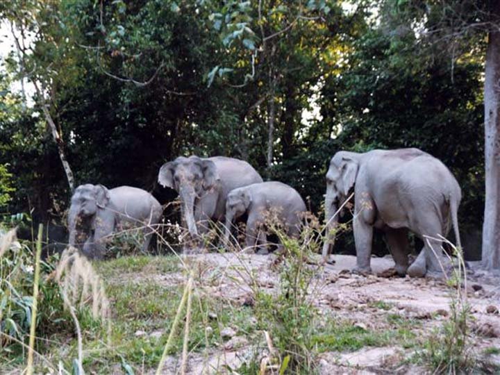 Visit an elephant sanctuary to meet some gentle giants.