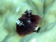 Christmas Tree Worm (Spirobranchus giganteus)