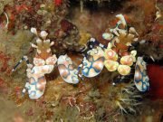 Harlequin Shrimp (Hymenocera picta)