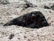 Needle Cuttlefish (Sepia aculeata)