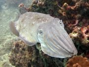 Pharaoh Cuttlefish (Sepia pharaonis)