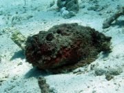 Reef Stonefish (Synanceia verrucosa)