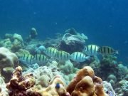 Convict Surgeonfish (Acanthurus triostegus)