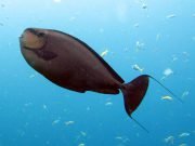 Bignose Unicornfish (Naso vlamingii)