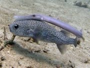 Chinese Trumpetfish (Aulostomus chinensis)