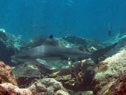 Blacktip Reef Shark (Carcharhinus melanopterus)